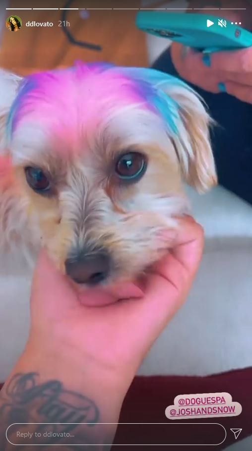 Деми Ловато е обсебена от преобразяването на козината на своето куче за LGBTQ+ гордост