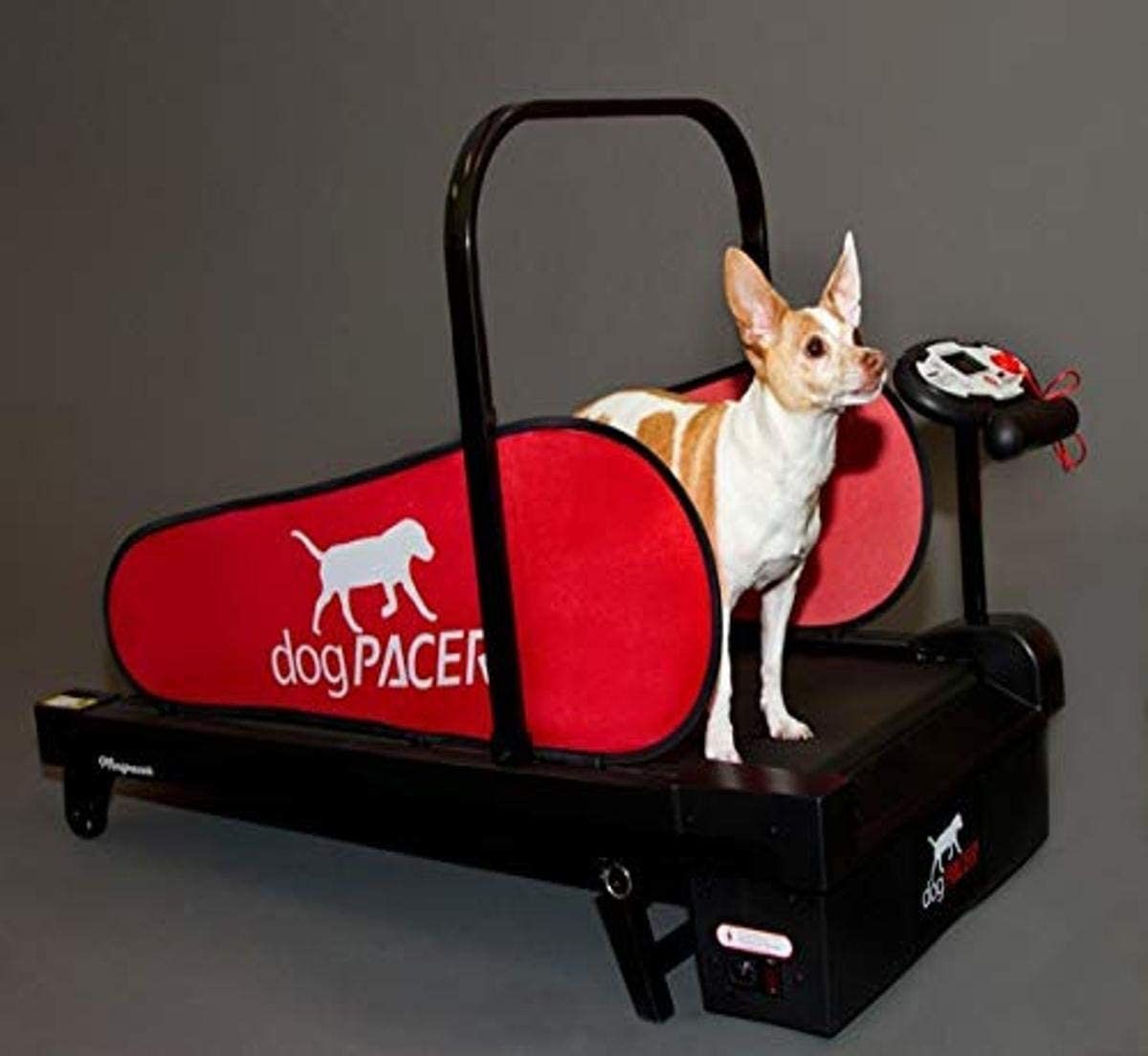 4 najlepšie bežecké pásy pre psov podľa veterinára