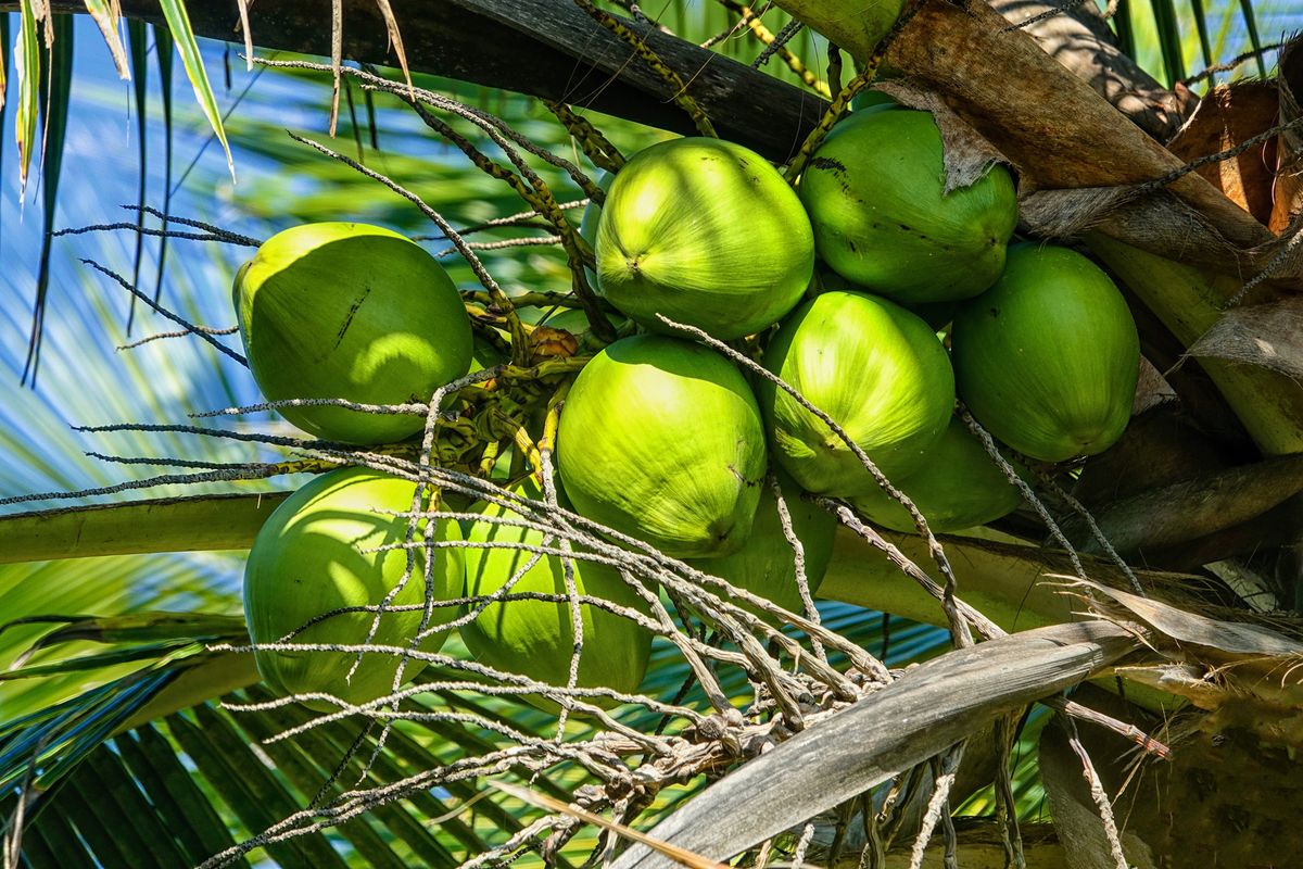 Откъде идва кокосовата вода?