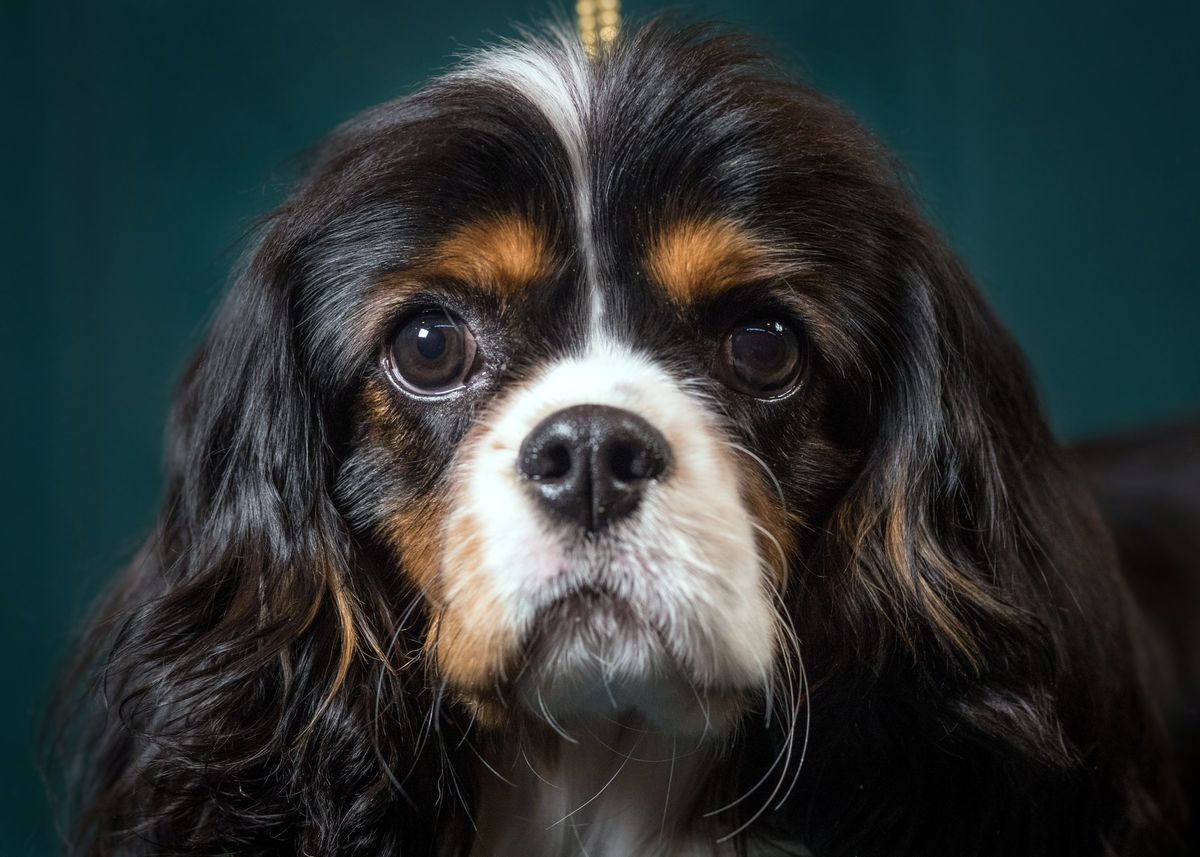 Les 7 meilleures races de chiens pour lutter contre la dépression