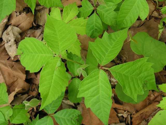 7 πράγματα που πρέπει να γνωρίζετε για την αντιμετώπιση του Poison Ivy