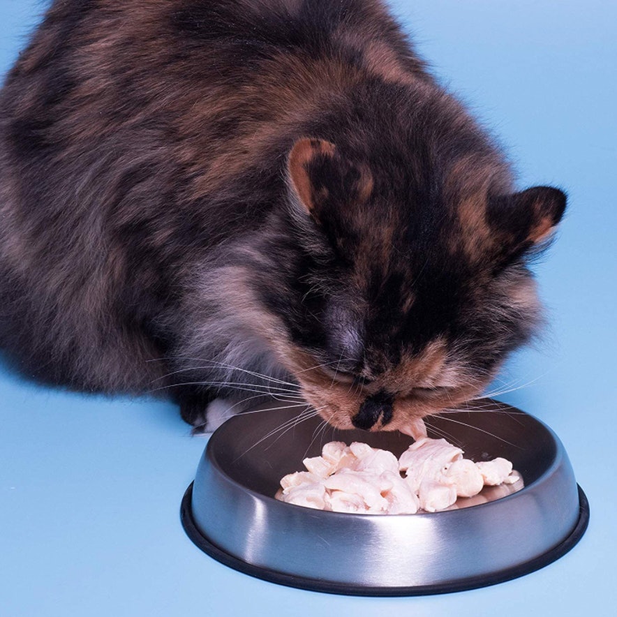 7 najboljih zdjela za mačke
