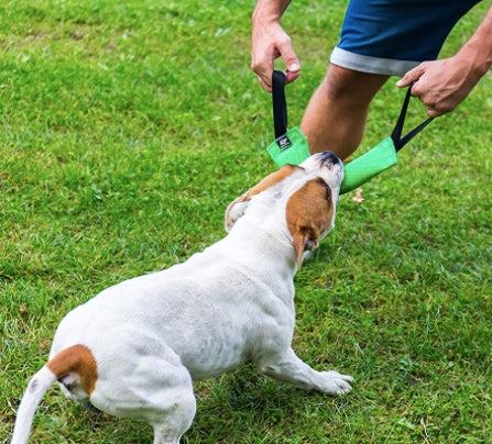 31 cose strane su Amazon che gli addestratori di cani dicono essere totalmente geniali