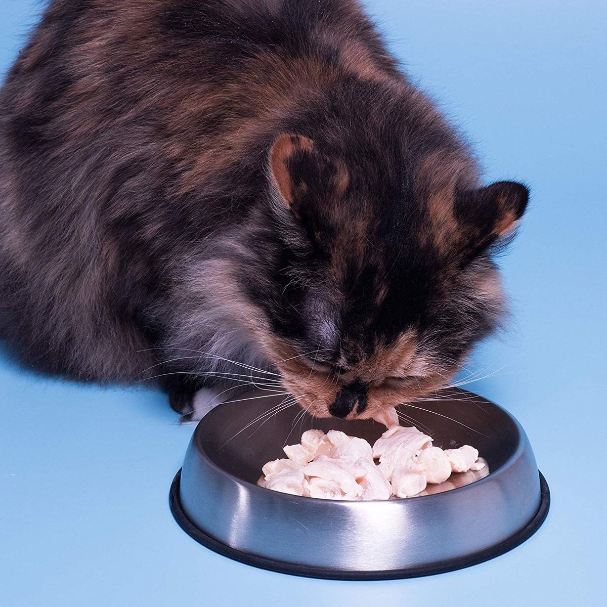 Cele mai bune 5 boluri cu mâncare pentru pisici, conform unui veterinar