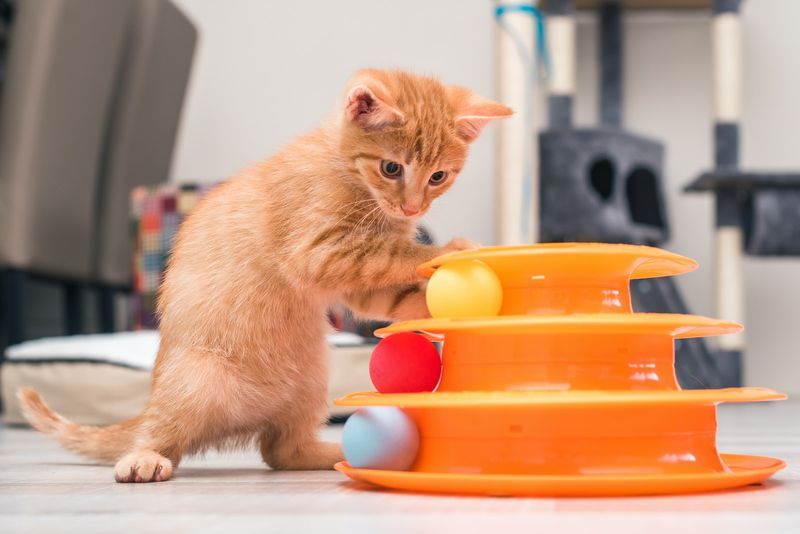 11 parasta kissanpennun lelua, jotka hyödyntävät vaistojaan tutkia ja pelata