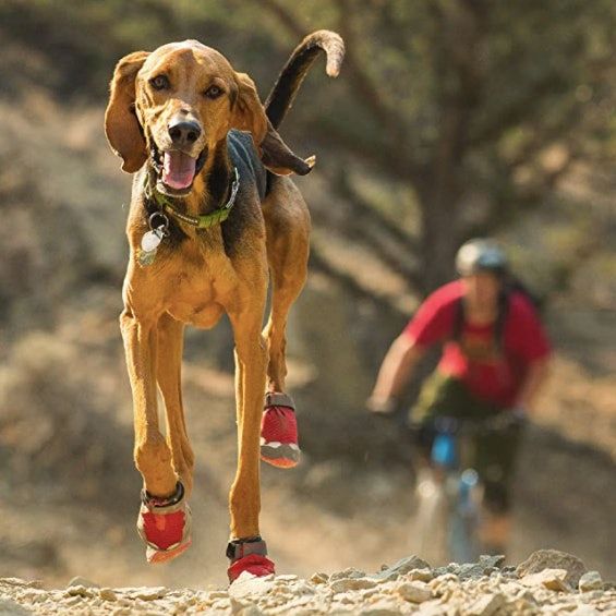 Las 4 mejores botas para perros para caminar