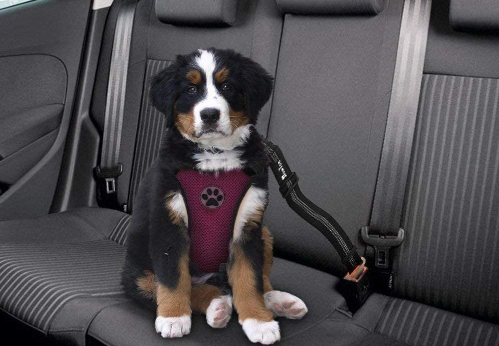 Los 3 mejores cinturones de seguridad para perros para mantenerlos seguros