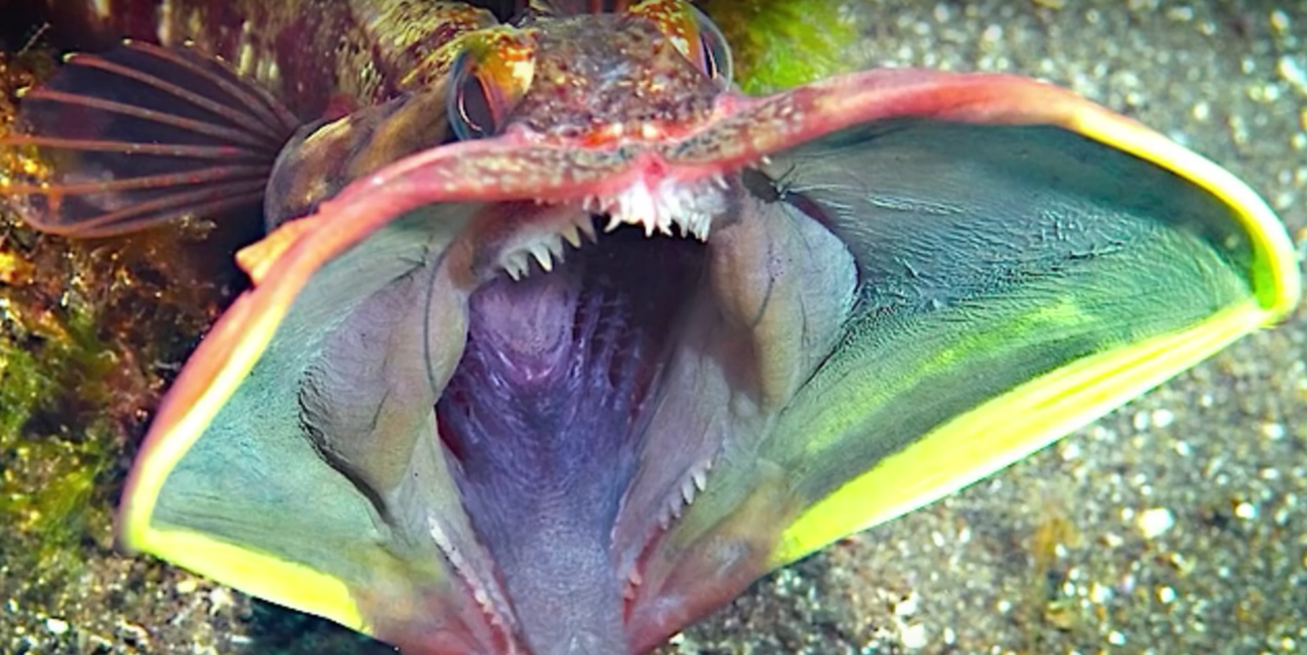 15 τρομακτικά πλάσματα της θάλασσας που θα στοιχειώνουν τα όνειρά σας