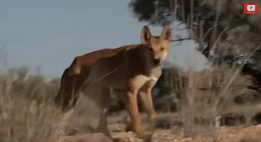 „The Dingo Ate My Baby” nu este o glumă